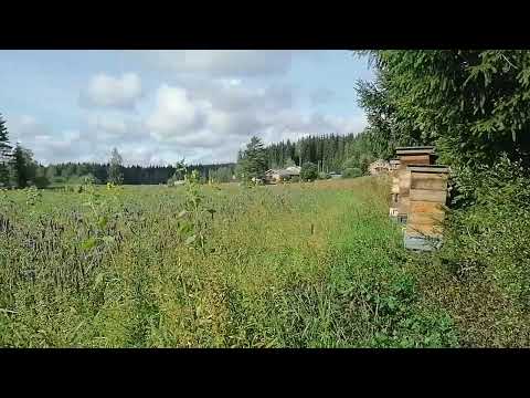 Hämeen oma hunaja 250g biopurkki